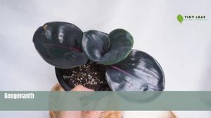 Geogenanthus Ciliatus | Geo Plant | TinyLeaf