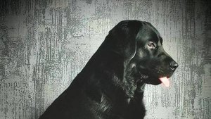 Рика и Нэкки(горка)