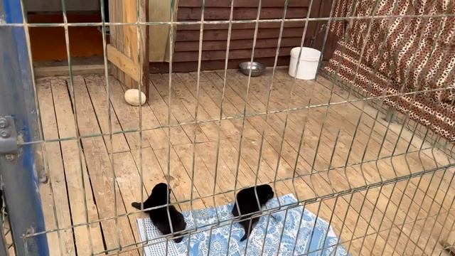 Выбираем немецкую овчарку смотреть онлайн