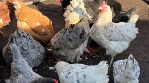 Будни в СЕЛЕ. Курочки радуются 🐓. У меня до сих пор Новый год 🎄😆