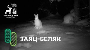 Заяц-беляк зимой. Фотоловушка Лапландского заповедника