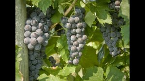 Эверест Сидлис - новый сорт винограда от Корнелльского университета (селекция Брюса Рейша, США)