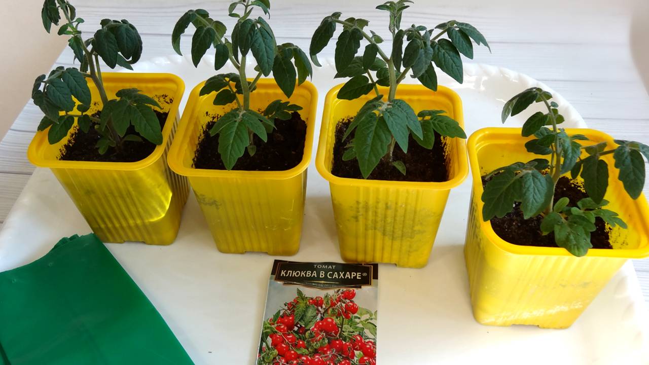 Пересадила домашние томаты в больший объем грунта и подкормила. смотреть онлайн