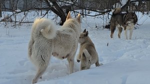 Зимние берёзки в апреле