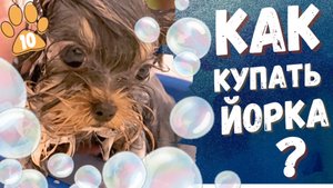 Йорки в ванной и первая поездка в рюкзаке 🛁🐾| Боня и Соня | Мини мир йорков