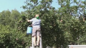 Осень наступила/ Покосил траву/ Снял яблоки в подвал/ Набрал слив.