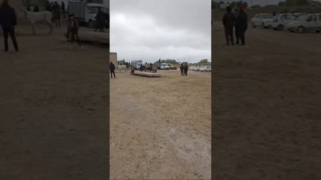 Шымбай Мал Базар/ 16.04.2023/ Тауык Базар/Ат Базар