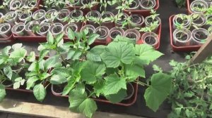 Пора высаживать огурцы в теплицу для получения раннего урожая.