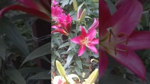 Лилия touch stone