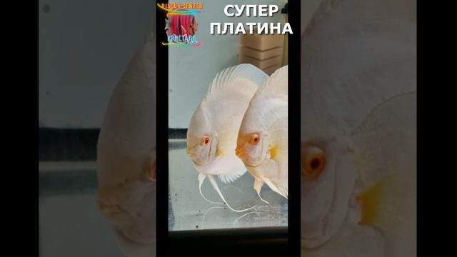 СУПЕР ПЛАТИНА!