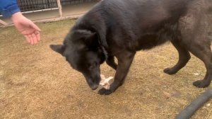 В четыре руки/ Сын обрабатывает, я готовлю/