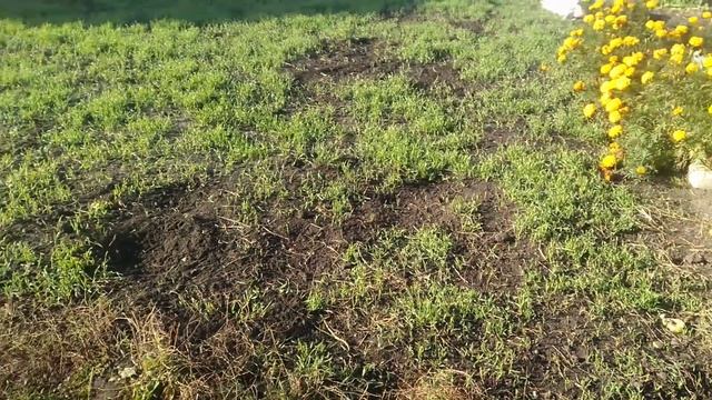 ПОДГОТОВКА К НОВОМУ СЕЗОНУ // ЧТО Я САЖАЮ КАЧЕСТВЕ СИДЕРАТА смотреть онлайн