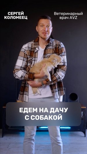 Едем на дачу с собакой