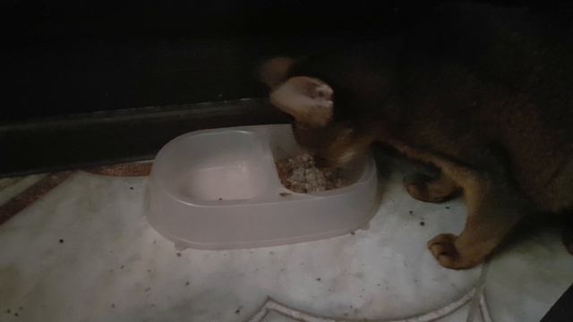 Самодельный корм для кошки