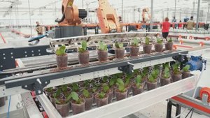 Открытие роботизированного комплекса по производству орхидеи на тепличном комбинате "Ярославский"