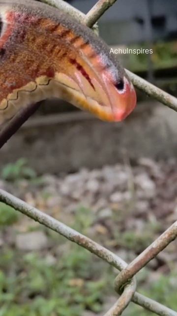 Wings of Snake The Atlas Moth in Myth and Nature Nagasalabham snake butterfly sarpasalabham#trendin смотреть онлайн