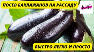 ПОСЕВ БАКЛАЖАНОВ НА РАССАДУ В ДОМАШНИХ УСЛОВИЯХ. ПОЯВЛЕНИЕ БЫСТРЫХ ВСХОДОВ.