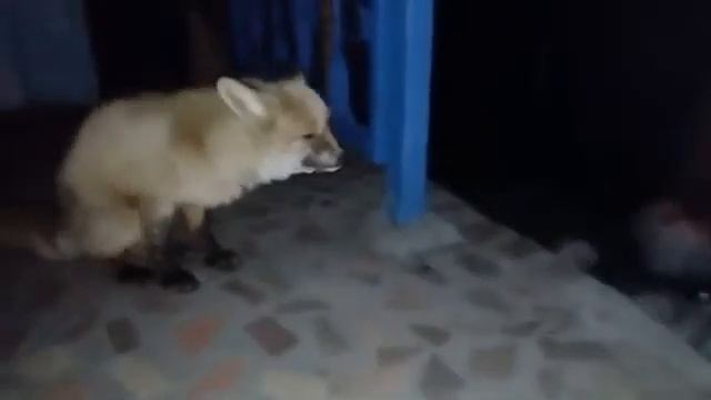 Лиса в Набережных Челнах смотреть онлайн