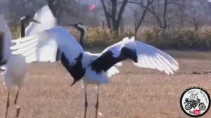 Не стреляйте белых лебедей мужики