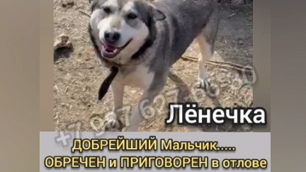 Спасите Лёнечку! Доставим по России! Собака в добрые руки. 8 апреля 2025