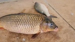 Огромные САЗАНы, НА ПАУК ПОДЪЕМНИК! 🐠🐋🐟