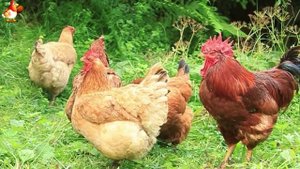 Любовь птицевода к Курочкам 🐥🐔🥚 Нежное видео 🐓 Версия (23)