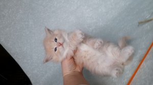 Дарий Барадж
