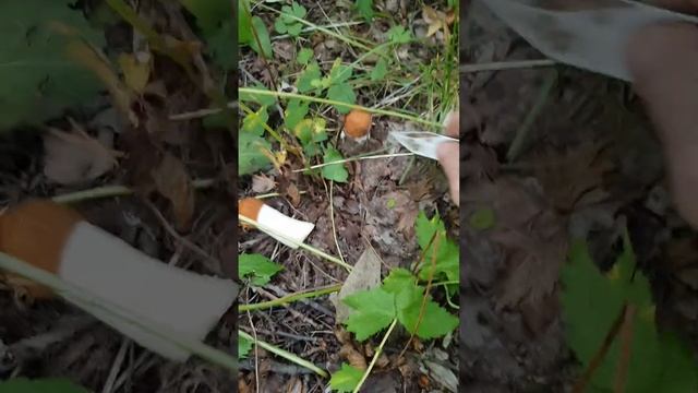 Обычный поход по грибы. июль 2024г. смотреть онлайн