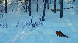 Куница, олень и лисица зимой. Фотоловушка Лапландского заповедника