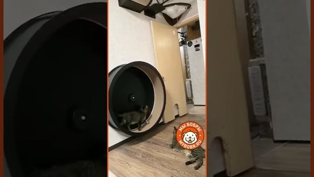 Колесо "Забава" от Мы Бобры