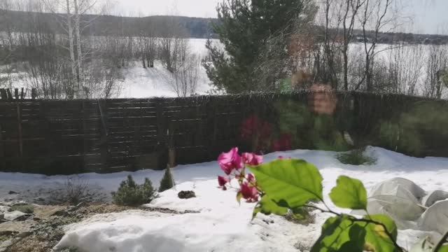 Весенняя пересадка Эвкалипта Лимонного!