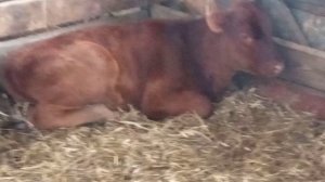 Зорька. Самая красивая на свете.