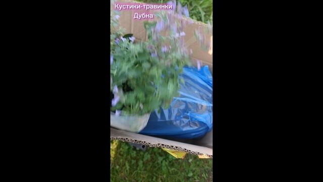 Упаковка саженцев. Доставка СДЭК смотреть онлайн