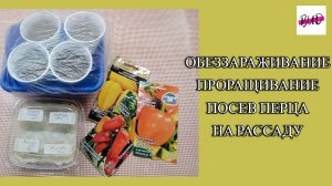 ОБЕЗЗАРАЖИВАНИЕ, ПРОРАЩИВАНИЕ И ПОСЕВ СЕМЯН ПЕРЦА НА РАССАДУ.