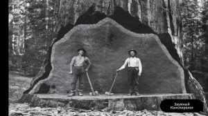 Столовые горы, это пни бывших деревьев!