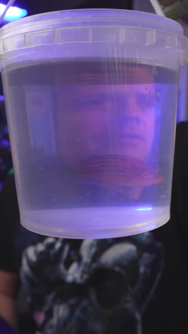 Заголовок: Новая помпа и очаровательный губан пижама в моём аквариуме! смотреть онлайн