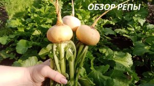 ОБЗОР РЕПЫ ПЕТРОВСКАЯ 1. ЧТО МЫ ВЫРАСТИЛИ НА СВОЁМ УЧАСТКЕ.