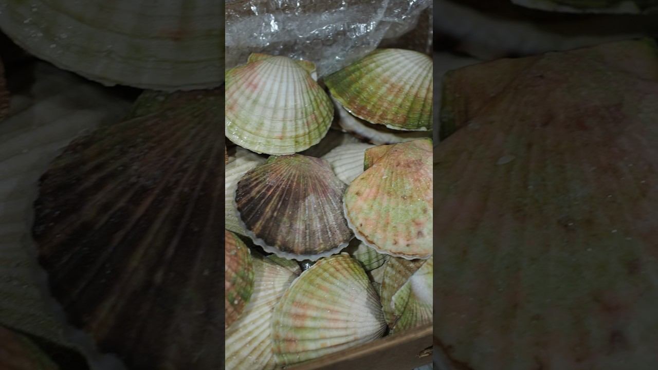 НОВИНКА Морской гребешок в створках Заказать Eastfood.spb.ru #гребешок #морепродукты #деликатес