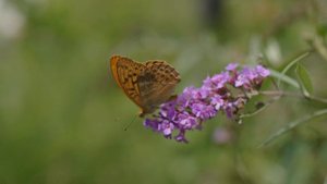 4847111-uhd_3840_2160_25fps