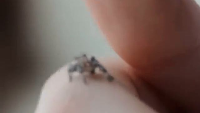 Phidippus Regius смотреть онлайн