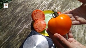 Томат Хурма: фруктовый вкус и название, урожайный и неприхотливый