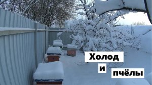 Значение холода в развитии пчёлиных семей.