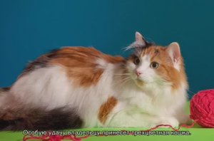 Как назвать трехцветную кошку-интересные варианты