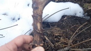 поиск рогов лося весна 2025