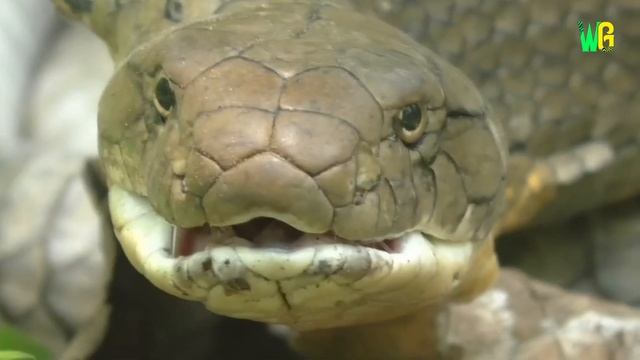 जानिए सांप का जहर कैसे निकाला जाता है? | Know How Snake Venom is Extracted? | About Venomous Snakes смотреть онлайн