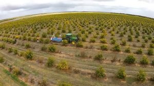 Как выращивают и обрабатывают гранаты