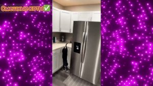 Смешные коты Подборка #31/ Забавные видео про домашних животных/ Смотреть приколы про котиков 2025