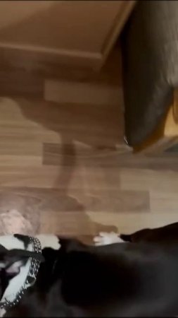 💕 Жизнь в любви и заботе: как сейчас живёт Айза? 🏡🐶