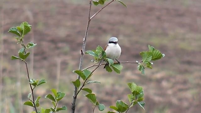 Ťuhýk obecný смотреть онлайн