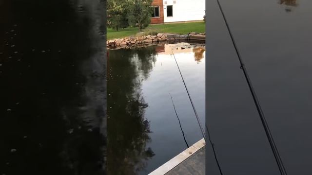 Рыбалка на пруду.Огромная рыба смотреть онлайн